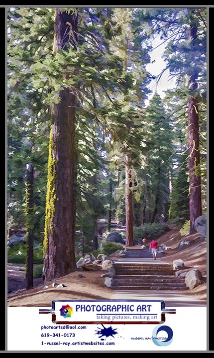 Walking among giants in Sequoia National Park