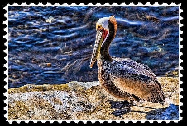 Pelican at La Jolla Cove in La Jolla, California