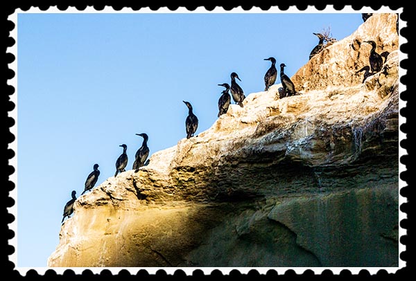 Cormorants at La Jolla Cove in La Jolla, California