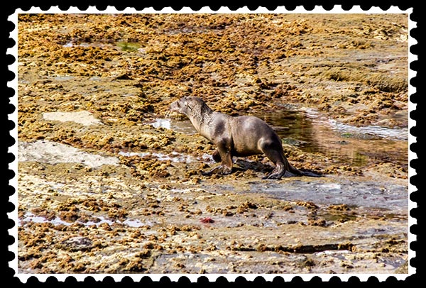 img_0233 sea lion baby la jolla stamp