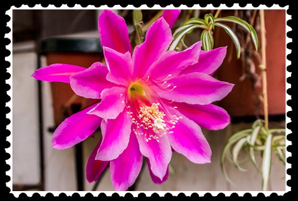 img_2015 epiphyllum stamp