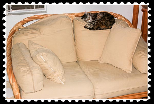 img_9700 zoey the cool cat love seat stamp