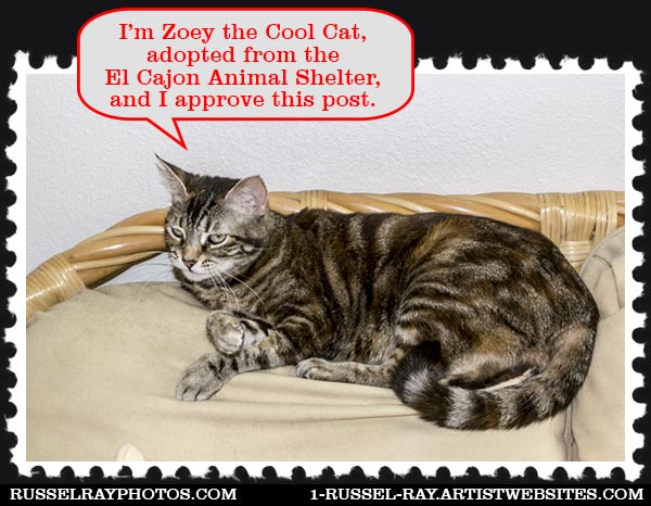 I'm Zoey the Cool Cat and I approve this post