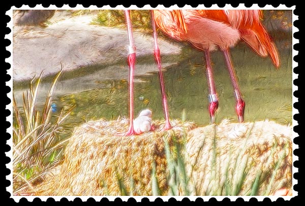 img_2198 flamingo zoo stamp