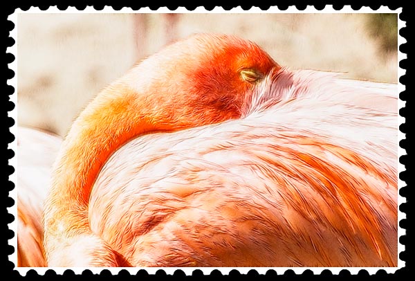 img_2201 flamingo zoo stamp