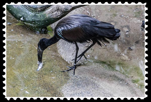 img_2264 african openbilled stork zoo stamp