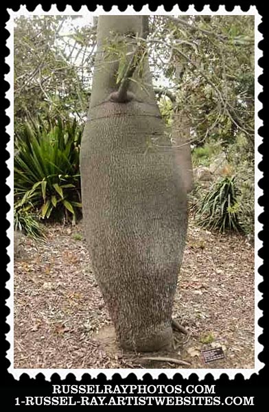 file000023991 silk floss tree stamp