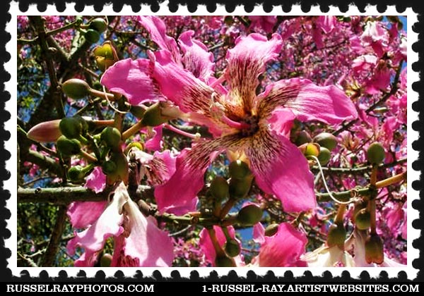 flower (21) floss silk tree flower stamp