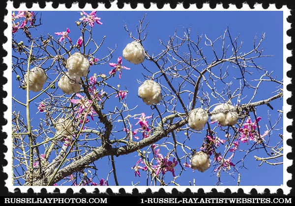 img_5748 floss silk tree stamp