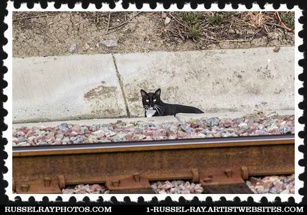 Cat by the railroad tracks