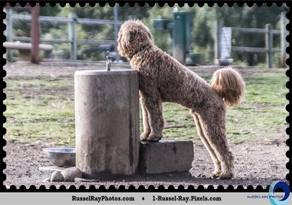 Dog waiting at the water fountain