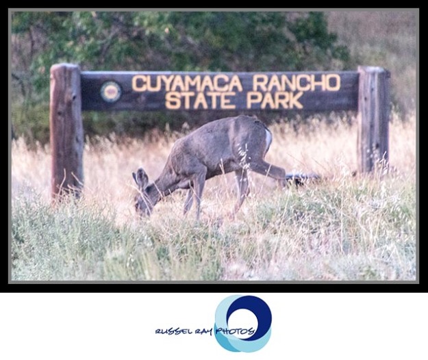 Deer in Cuyamaca Rancho State Park