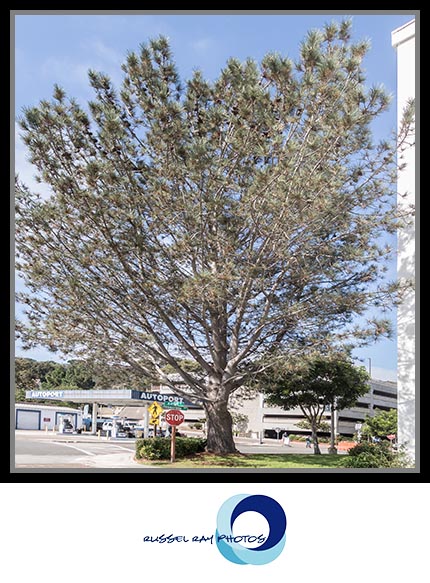Freedom Tree at Naval Base Point Loma in San Diego