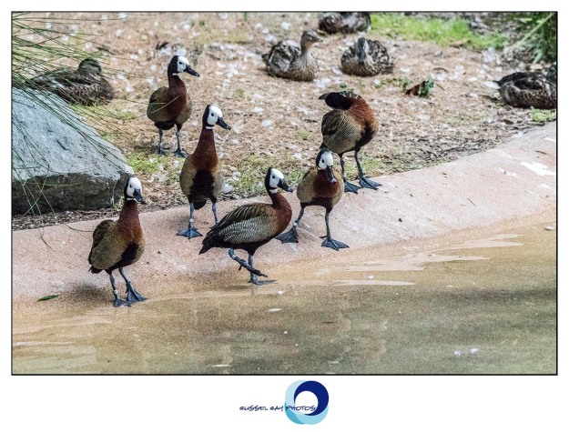 White-faced whistling ducks at the San Diego Zoo