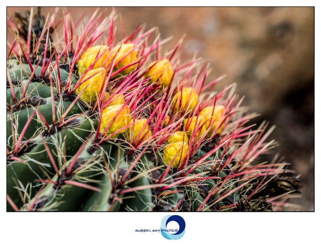 Macro picture of cactus thorns