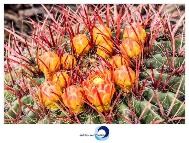 Macro picture of cactus thorns