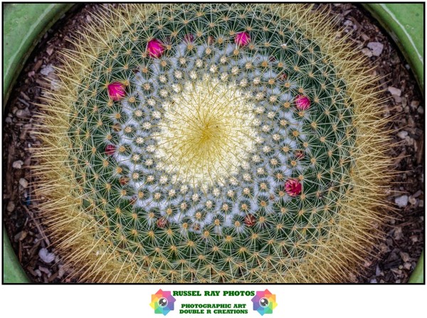 Mammillaria exhibiting Fibonacci influence