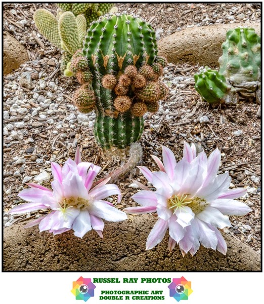 Flowers in Russel's cactus garden