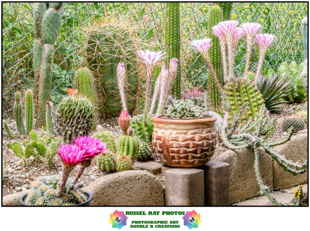 Flowers in Russel's cactus garden