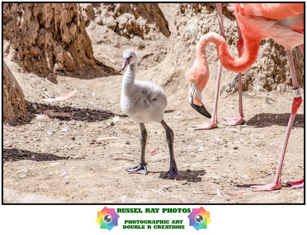 Flamingo chick at the San Diego Zoo on 6/9/19