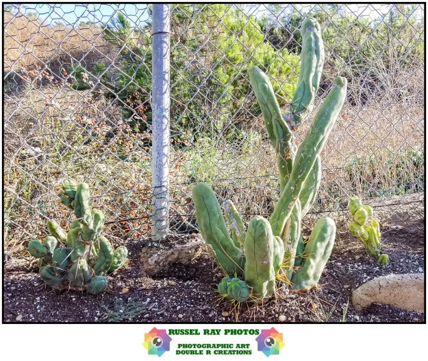 Lophocereus schottii cv. Big Penis Cactus 