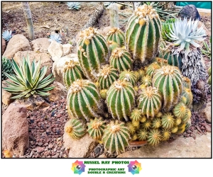 Cover picture for 2020 cactus & succulent calendar