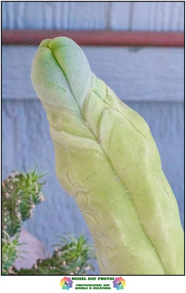 Lophocereus schottii cv, Big Penis Cactus 