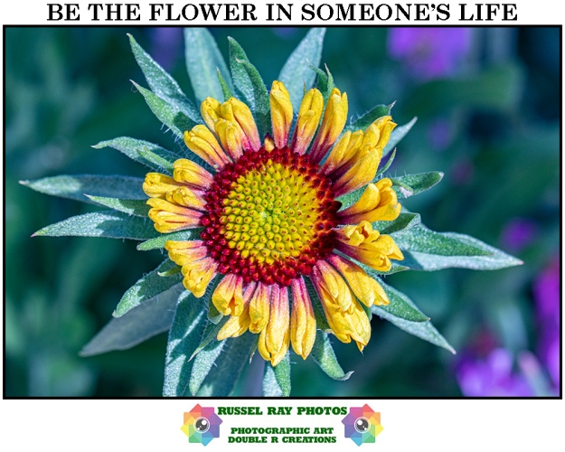Be the flower in someone's life