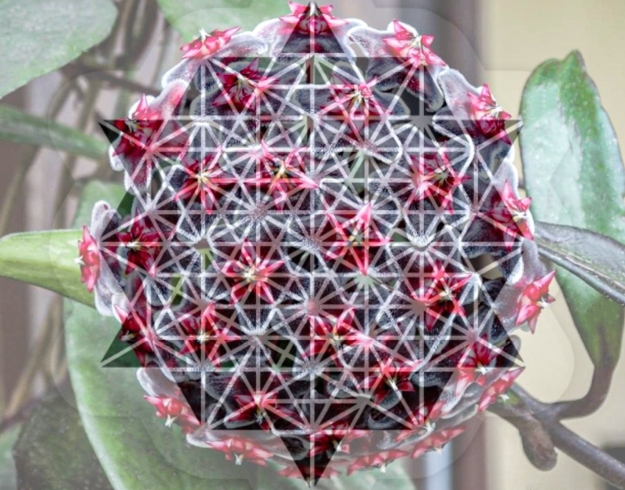 Star-tetrahedron superimposed on Hoya pubicalyx 'Red Buttons'